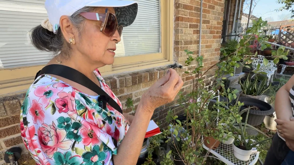 Doña Olivia, wearing a white cap, sunglasses, and a floral top, gently holds the stem of a potted plant outside a brick home. Aloe and other potted plants surround her in a green home garden.