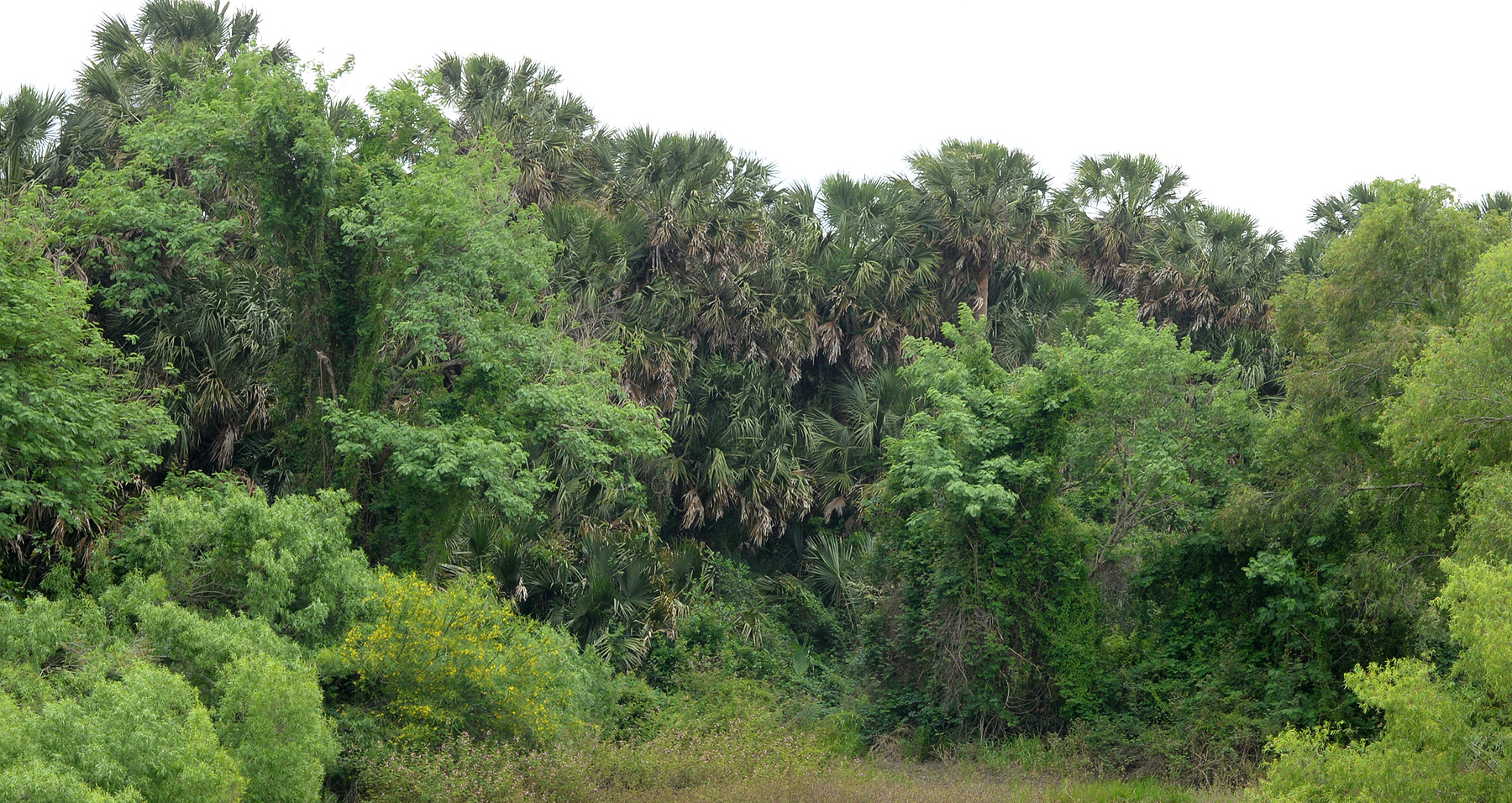 A dense stand of sabal palms rising above surrounding brush at Sabal Palm Sanctuary, their fan shaped fronds silhouetted against an overcast sky.