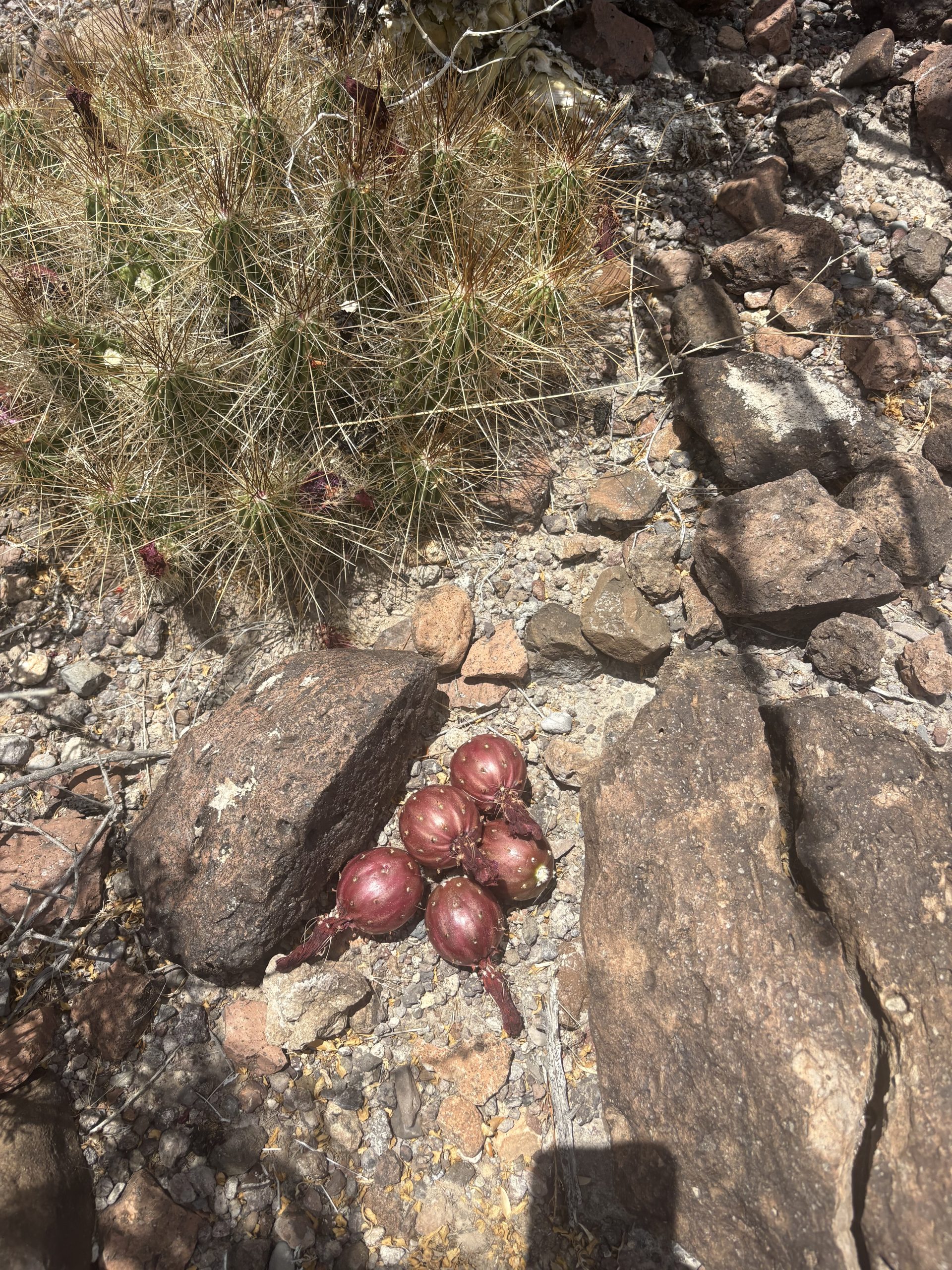 IMG_4333 Five or six ripe pitaya fruits, reddish-purple and oval with small spine clusters, arranged on gravelly desert ground between two rocks. A spiny hedgehog cactus grows just above them.