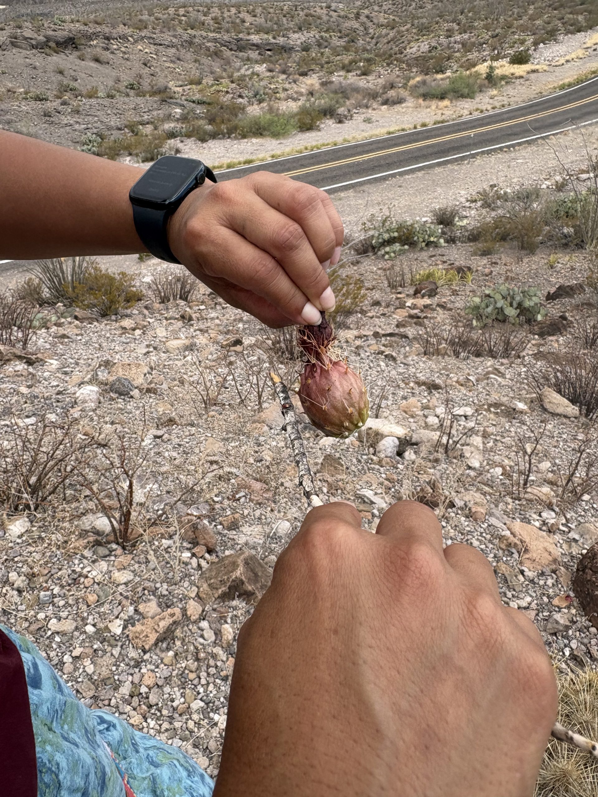 IMG_4342 Two hands work together to clean a freshly picked pitaya. One hand, wearing a black smartwatch, pinches the top of the reddish fruit while the other uses a lichen-covered stick to steady and roll it, removing the spines. A rocky desert landscape and a curving two-lane road stretch out behind.